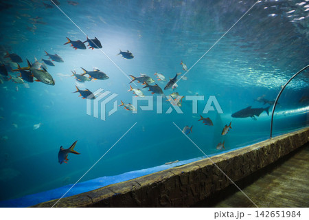 Fish tunnel at the aquarium underwater - Different types of fish swimming aquarium tank Fish tunnel at the aquarium underwater - Different types of fish swimming aquarium tank 142651984