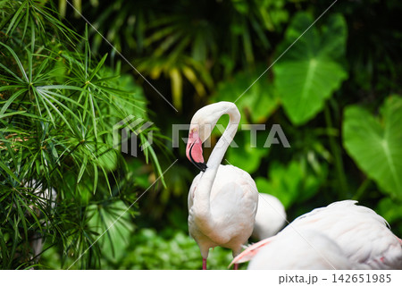 Flamingo bird beautiful at lake river nature tropical animals - Greater Flamingo Flamingo bird beautiful at lake river nature tropical animals - Greater Flamingo 142651985