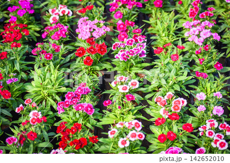 Flower pattern nature with green leaf - Pink and red colorful dianthus chinensis flower background Flower pattern nature with green leaf - Pink and red colorful dianthus chinensis flower background 142652010