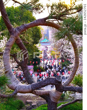 上野公園の松越しに見る桜と参道の春景色 上野公園の松越しに見る桜と参道の春景色 142652701