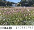 ピンク色の花が咲き乱れるコスモス畑の風景 142652762