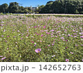 ピンク色の花が咲き乱れるコスモス畑の風景 142652763