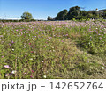 ピンク色の花が咲き乱れるコスモス畑の風景 142652764