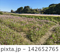 ピンク色の花が咲き乱れるコスモス畑の風景 142652765