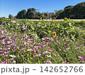 ピンク色の花が咲き乱れるコスモス畑の風景 142652766