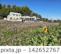 ピンク色の花が咲き乱れるコスモス畑の風景 142652767