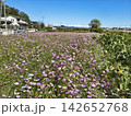 ピンク色の花が咲き乱れるコスモス畑の風景 142652768