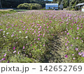 ピンク色の花が咲き乱れるコスモス畑の風景 142652769