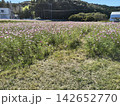 ピンク色の花が咲き乱れるコスモス畑の風景 142652770