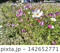 ピンク色の花が咲き乱れるコスモス畑の風景 142652771