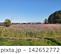ピンク色の花が咲き乱れるコスモス畑の風景 142652772