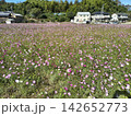 ピンク色の花が咲き乱れるコスモス畑の風景 142652773