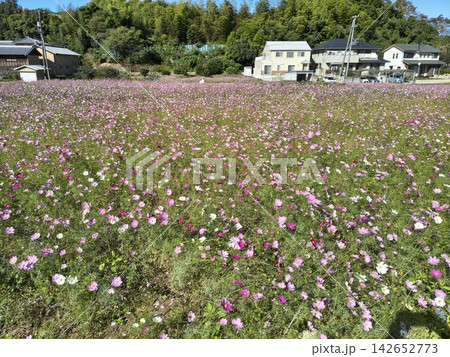 ピンク色の花が咲き乱れるコスモス畑の風景 ピンク色の花が咲き乱れるコスモス畑の風景 142652773