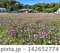 ピンク色の花が咲き乱れるコスモス畑の風景 142652774