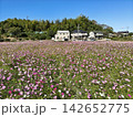 ピンク色の花が咲き乱れるコスモス畑の風景 142652775