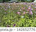 ピンク色の花が咲き乱れるコスモス畑の風景 142652776