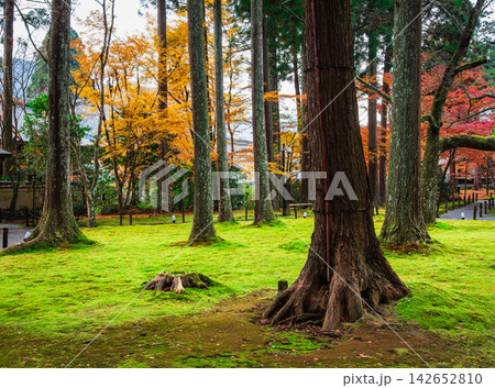 秋の京都　三千院　有清園 142652810