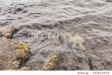 Sea turtle Turtles swim to the water surface in Brazil. Sea turtle Turtles swim to the water surface in Brazil. 142653429