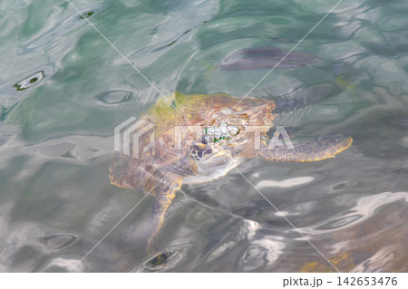 Sea turtle Turtles swim to the water surface in Brazil. Sea turtle Turtles swim to the water surface in Brazil. 142653476