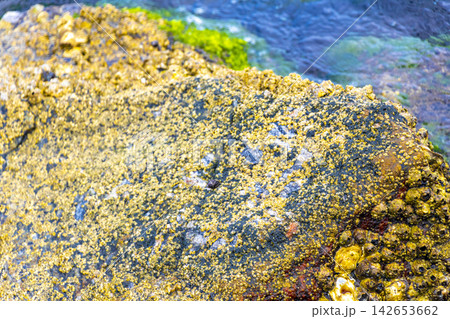 Shells mussels on rocks boulders in turquoise blue water Brazil. 142653662