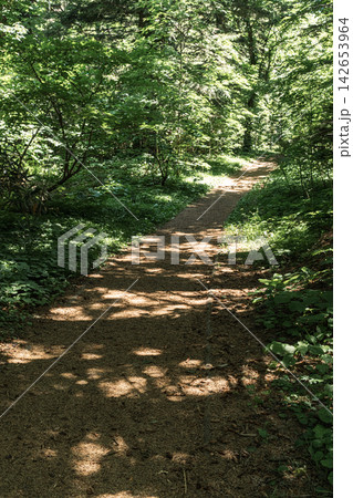 木漏れ日が降り注ぐ利尻山鴛泊登山ルートの静かな樹林帯トレイル 142653964