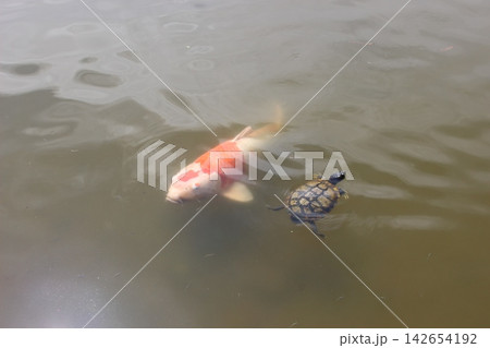 池を泳ぐ鯉 池を泳ぐ鯉 142654192