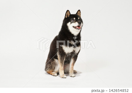 白背景で撮影した黒柴の柴犬のスタジオポートレート 白背景で撮影した黒柴の柴犬のスタジオポートレート 142654852