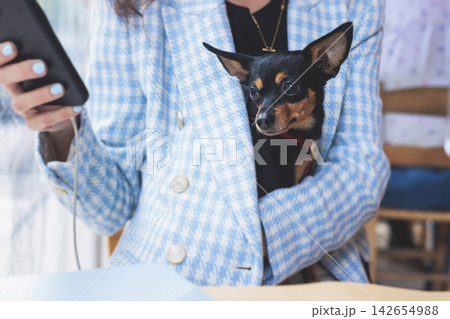 Dog friendly cafe, small black dog sitting in a restaurant with the female owner, pet friendly place concept, cute pet dog sits on the owner laps on a restaurant terrace 142654988