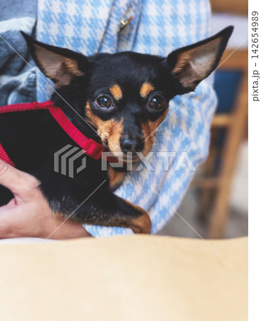 Dog friendly cafe, small black dog sitting in a restaurant with the female owner, pet friendly place concept, cute pet dog sits on the owner laps on a restaurant terrace Dog friendly cafe, small black dog sitting in a restaurant with the female owner, pet friendly place concept, cute pet dog sits on the owner laps on a restaurant terrace 142654989