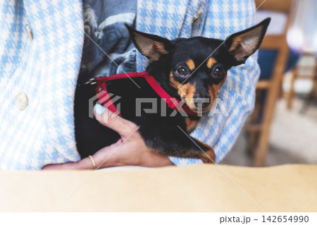 Dog friendly cafe, small black dog sitting in a restaurant with the female owner, pet friendly place concept, cute pet dog sits on the owner laps on a restaurant terrace 142654990