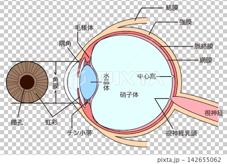 眼睛的結構;眼球橫切面。 眼睛的結構;眼球橫切面。 142655062
