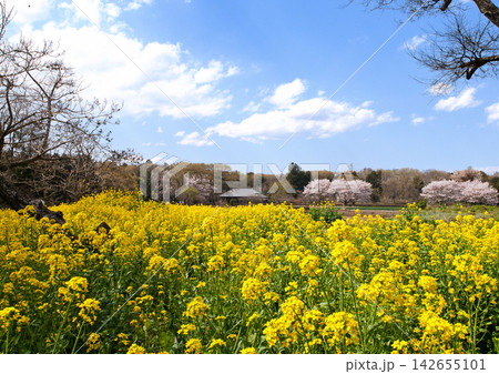 茨城県、春の農村。黄色の菜の花とピンク色の桜が青空に印象的で綺麗だ。 142655101