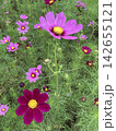 色鮮やかなピンクのコスモスが咲き誇る秋の花畑 142655121