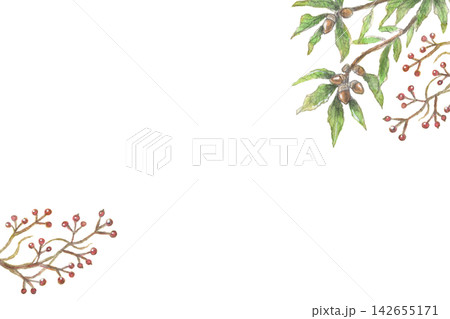 ドングリと山帰来のアナログ水彩画 秋の植物の背景素材 ドングリと山帰来のアナログ水彩画 秋の植物の背景素材 142655171