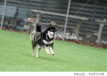 芝生のドッグランで元気に遊ぶ黒柴の柴犬 芝生のドッグランで元気に遊ぶ黒柴の柴犬 142655186