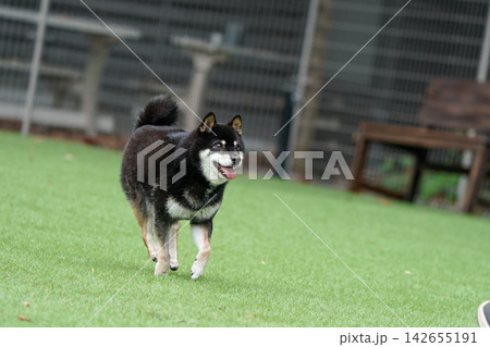 芝生のドッグランで元気に遊ぶ黒柴の柴犬 芝生のドッグランで元気に遊ぶ黒柴の柴犬 142655191
