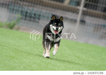 芝生のドッグランで元気に遊ぶ黒柴の柴犬 芝生のドッグランで元気に遊ぶ黒柴の柴犬 142655198