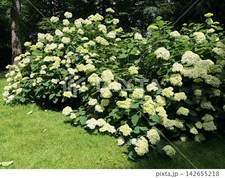 A green bush of lush, blooming white hydrangea 142655218