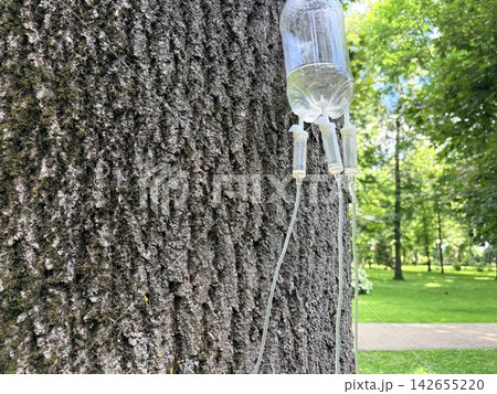 caring for sick trees. Intravenous drip system attached to a tree trunk for treatment in a park caring for sick trees. Intravenous drip system attached to a tree trunk for treatment in a park 142655220
