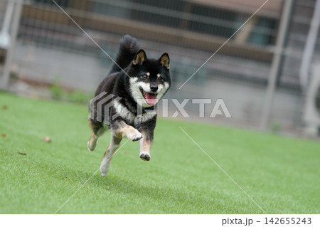 芝生のドッグランで元気に遊ぶ黒柴の柴犬 芝生のドッグランで元気に遊ぶ黒柴の柴犬 142655243