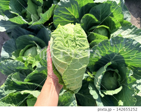 a head of fresh cabbage in a farmer's hand above a garden bed a head of fresh cabbage in a farmer's hand above a garden bed 142655252