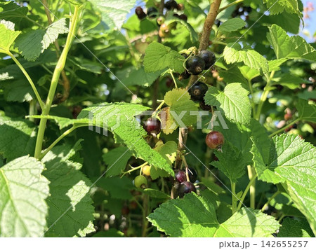 Ripe and unripe blackcurrants growing on a bush in the summer sun. Ripe and unripe blackcurrants growing on a bush in the summer sun. 142655257