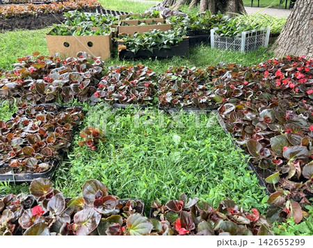 planting ornamental plants. A landscaping project, featuring numerous trays of bedding plants arranged on a grassy lawn 142655299