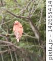 森に吊るされた記憶 142655414