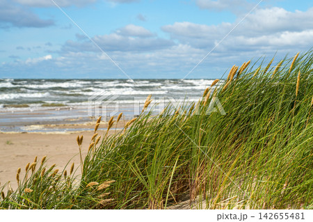 Windblown Dune Grass on Sandy Baltic Sea Beach with Rough Waves and Blue Sky on Windy Summer Day Windblown Dune Grass on Sandy Baltic Sea Beach with Rough Waves and Blue Sky on Windy Summer Day 142655481