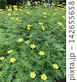 黄色いコスモスが一面に咲く秋の花畑 142655658