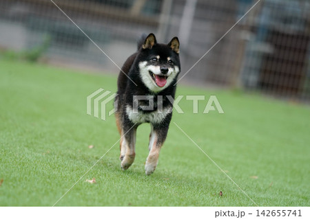 芝生のドッグランで元気に遊ぶ黒柴の柴犬 芝生のドッグランで元気に遊ぶ黒柴の柴犬 142655741
