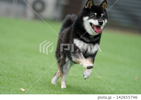 芝生のドッグランで元気に遊ぶ黒柴の柴犬 芝生のドッグランで元気に遊ぶ黒柴の柴犬 142655746