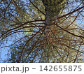 Towering evergreen pine trees filmed from below against bright sky creating a dramatic forest canopy view 142655875