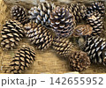 籠に並べた大きな松ぼっくり 142655952